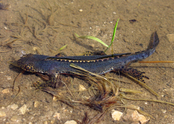 Bergmolch (Ichthyosaurus alpestris) - © Gernot Kunz